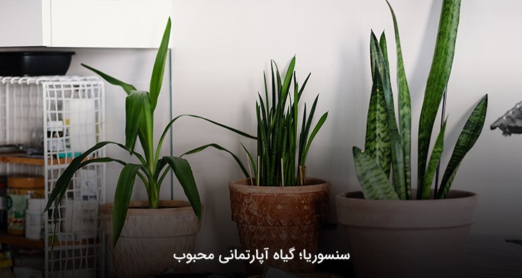 سنسوریا یکی از بهترین گیاهان آپارتمانی برای محافظت در مقابل امواج وای فای است. 
